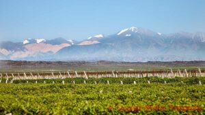 Vineyards and Andes mountains in Uco Valley, Mendoza, Argentina