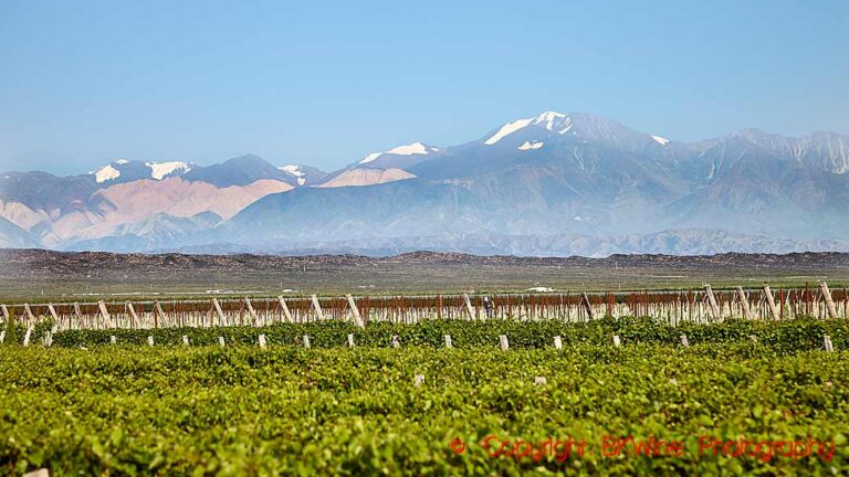 Vineyards and Andes mountains in Uco Valley, Mendoza, Argentina
