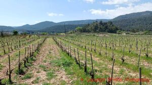 Mas Foraster vineyards in Conca de Barbera, Catalonia