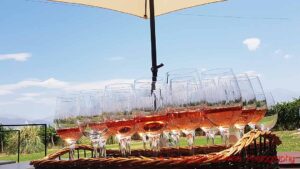 Glasses with rosé wine under a sun umbrella