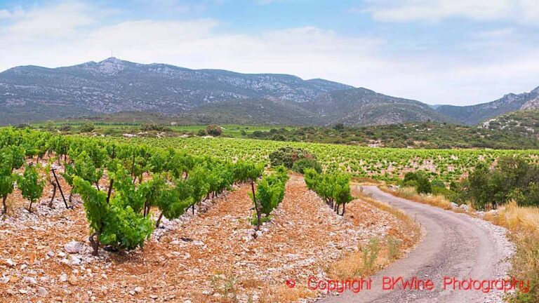 Vineyards in Montpeyroux in Languedoc