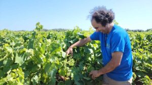 Vincent Pugibet of Domaine la Colombette with muscaris grape vines
