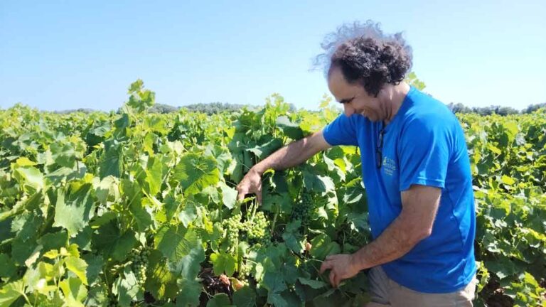 Vincent Pugibet of Domaine la Colombette with muscaris grape vines