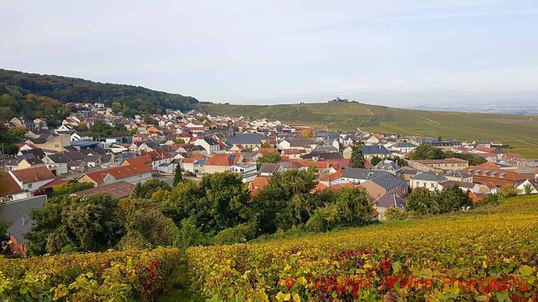 Vineyards close to the lighthouse and houses in Verzenay, some now being replanted with voltis