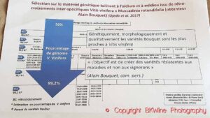 Research schematic of Alain Bouquet's work on crossings and hybrids