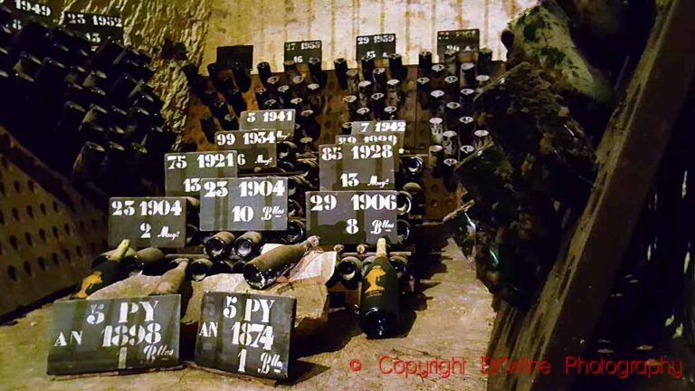 Very old bottles of champagne in a dusty wine cellar