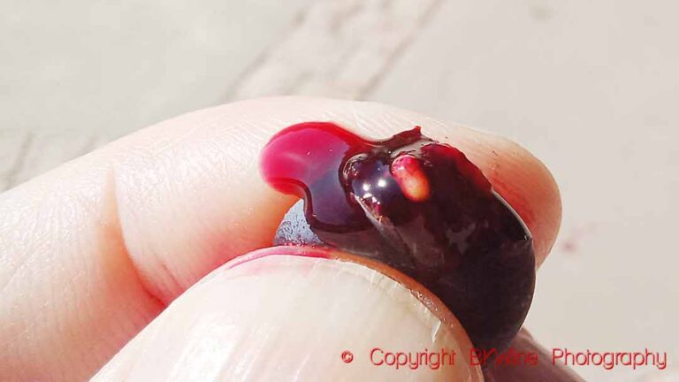 A grape of a teinturier, alicante bouschet (garnacha tintorera), with coloured juice and a grape seed