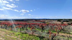 Vineyard landscape in Utiel-Requena, Valencia, Spain