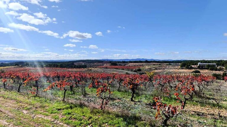 Vineyard landscape in Utiel-Requena, Valencia, Spain