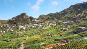 Vineyards and houses on a slope on a mountain in Madeira