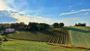 Vineyards in Romagna at sunset