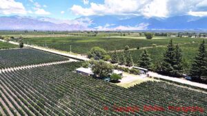 Vineyards at Finca la Igriega with the Andes in the background, Altamira, Uco Valley, Mendoza, Argentina