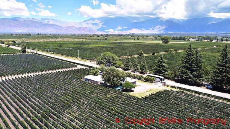 Vineyards at Finca la Igriega with the Andes in the background, Altamira, Uco Valley, Mendoza, Argentina