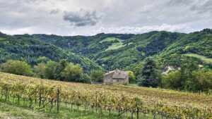 Vineyard at Villa Papiano, Romagna