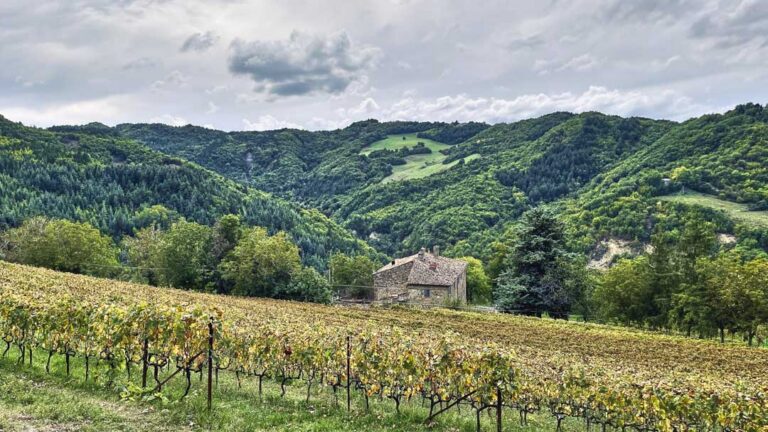 Vineyard at Villa Papiano, Romagna