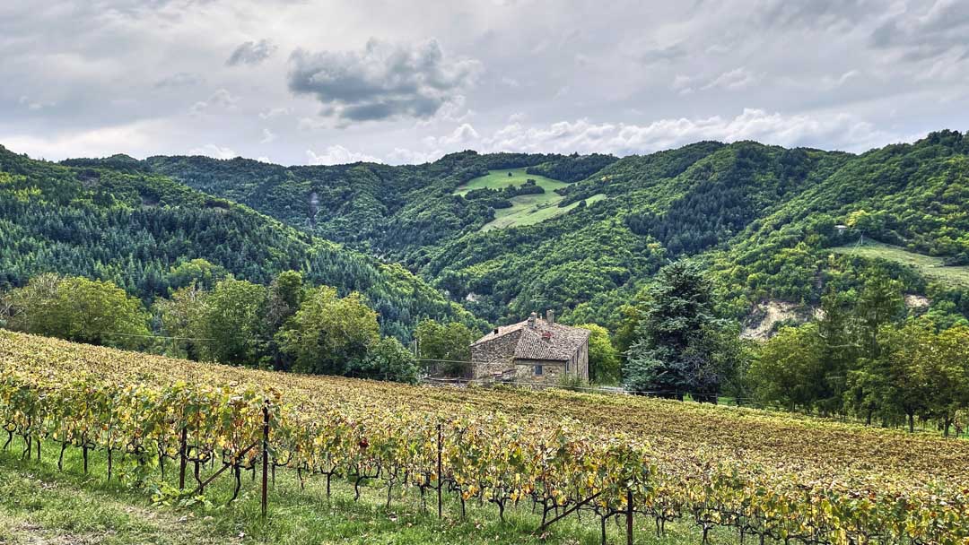 Vineyard at Villa Papiano, Romagna