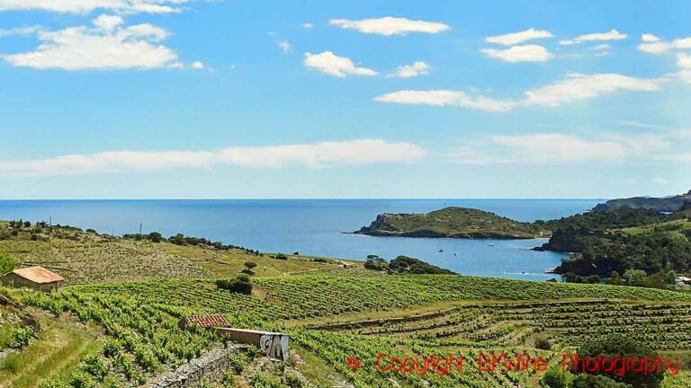 Grenache vineyards facing the sea in Roussillon, France