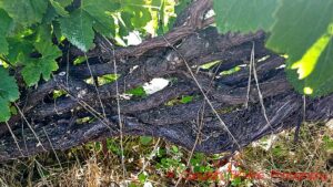 Vines on Tenerife, Canary Islands, braided in cordón trenzado
