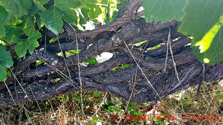 Vines on Tenerife, Canary Islands, braided in cordón trenzado